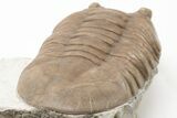 Prone Asaphus Plautini Trilobite Fossil - Russia #200403-4